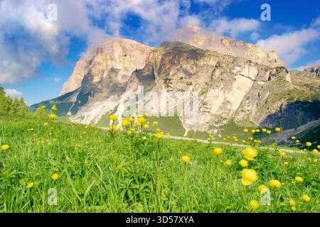 Wunderschöne blühende Alm, Dolomiten Italien, Europäische Alpen. Stockfoto