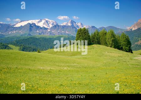 Wunderschöne blühende Alm, Dolomiten Italien, Europäische Alpen. Stockfoto