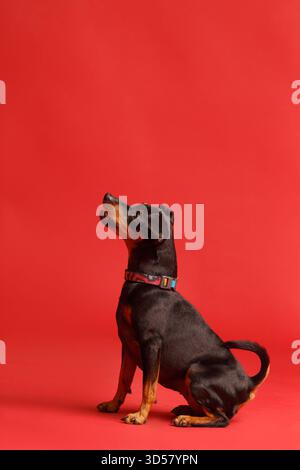 Freundlicher reinrassiger Miniatur-Pinscher mit unbeschnittenen Ohren und Schwanz sitzt auf einem hellroten Hintergrund und blickt aufmerksam nach vorne. Mini-Doberman Stockfoto