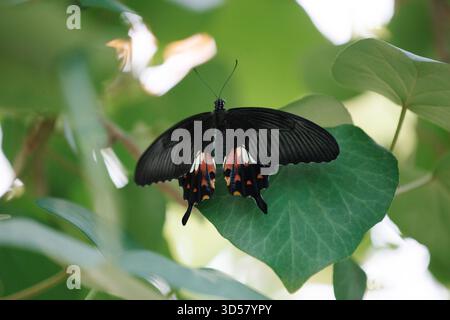 Papilio-Polytes, gemein Mormon. Ein tropischer Waldschmetterling sitzt auf einem grünen Blatt eines Baumes. Stockfoto