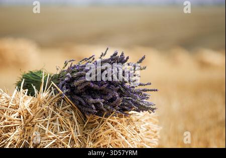 Ein großes Bouquet frischen Lavendels liegt auf einem Heuhaufen in einem gemähten Weizenfeld. Natürlicher Hintergrund mit Blumenmuster. Stockfoto