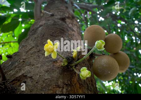 Kepel- oder Burahol-Früchte und -Blüten (Stelechocarpus burahol), auf dem Baumstamm, ausgewählter Fokus. Stockfoto