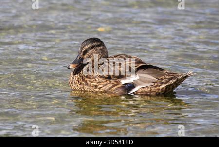 Die Frau Mallard, Anas platyrhynchos, auf einem See. Suffolk, England. Stockfoto