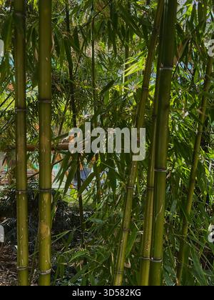 Eine üppige Gruppe von hohem grünem Bambus, fotografiert in den Sheffield Botanical Gardens. Stockfoto