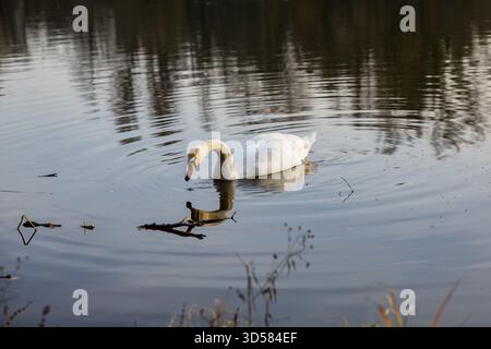 Ein einsamer Schwan gleitet anmutig über ruhiges Wasser, umgeben von sanften Reflexen und sanften Kräuseln im warmen Nachmittagslicht. Stockfoto