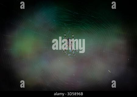 Gartenspinne (Araneus diadematus), Stockfoto