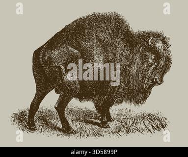 Vintage-Gravur von mächtigen amerikanischen Bisons, die im Gras stehen Stock Vektor