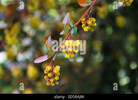 Ein Zweig Berberitze mit hellgelben Blüten Stockfoto