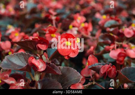 Nahaufnahme einer hellroten Blume mit gelben Staubblättern Stockfoto