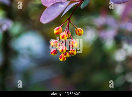 Nahaufnahme der leuchtend roten und gelben Knospen der Berberitze Stockfoto