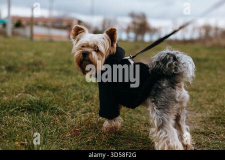 Yorkshire Terrier-Hund trägt einen stylischen schwarzen Mantel an der Leine auf einem Wiese. Ein niedlicher Yorkie-Hund, Lapdog, trägt bequeme warme Kleidung Stockfoto