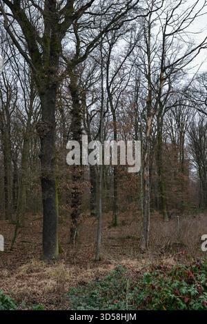 Blick auf den Hambacher Forst, einen alten Naturwald, der zu einem beliebten Symbol im Kampf gegen die globale Erwärmung wird. Der Hambacher Wald wird gerodet, um Platz für die Erweiterung des nahegelegenen Braunkohlebergwerks durch RWE Power zu schaffen. Im Kampf um den Wald, den er hat Stockfoto