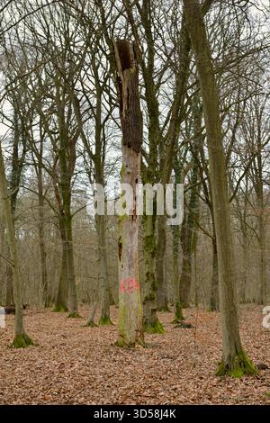 Blick auf einen alten toten Baum im Hambacher Forst, einem alten Naturwald, der zu einem beliebten Symbol im Kampf gegen die globale Erwärmung wird. Der Hambacher Wald wird gerodet, um Platz für die Erweiterung des nahegelegenen Braunkohlebergwerks durch RWE Power zu schaffen. Im Kampf Stockfoto