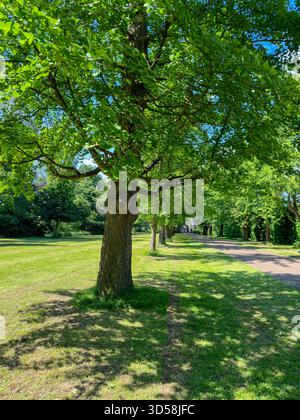 Eine Sommerallee mit 37 Ginkgo biloba (Maidenhair) Bäumen im Bute Park vom Cardiff Castle bis zum Castle Mews, die William Nelmes in den 1950er Jahren gepflanzt hat Stockfoto
