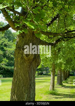 Eine Sommerallee mit 37 Ginkgo biloba (Maidenhair) Bäumen im Bute Park vom Cardiff Castle bis zum Castle Mews, die William Nelmes in den 1950er Jahren gepflanzt hat Stockfoto