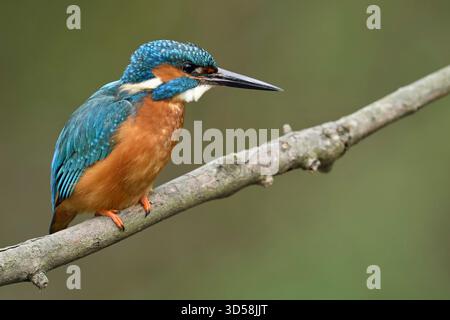 Eurasischer Eisvogel ( Alcedo atthis), erwachsener Mann im Frühjahr, auf einem Ast zur Jagd, Beobachtung konzentrierter Tiere, Europa. Stockfoto