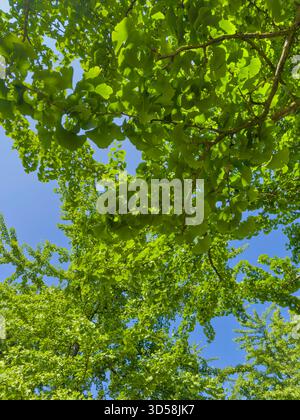 Eine Sommerallee mit 37 Ginkgo biloba (Maidenhair) Bäumen im Bute Park vom Cardiff Castle bis zum Castle Mews, die William Nelmes in den 1950er Jahren gepflanzt hat Stockfoto