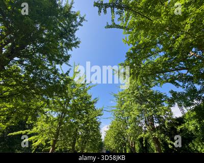 Eine Sommerallee mit 37 Ginkgo biloba (Maidenhair) Bäumen im Bute Park vom Cardiff Castle bis zum Castle Mews, die William Nelmes in den 1950er Jahren gepflanzt hat Stockfoto