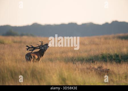 Rothirsch / Rothirsch (Cervus Elaphus), Hirsch, tosenden tief, im weiten Grasland mit Atem Wolke, in der Dämmerung. Stockfoto