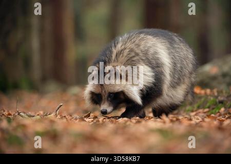 Marderhund (Nyctereutes procyonoides), der durch trockene Blätter läuft, mit der Nase auf dem Boden, invasive Arten, ausgezeichneter Geruchssinn. Stockfoto