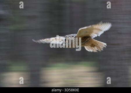 Indische Uhu / Felseneule / Bengalenuhu ( Bubo bengalensis ) im Flug durch den Wald, dynamischer Seitenschuss, in Bewegung, Schwenken. Stockfoto