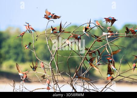 Südliche Karminbienenfresser, Merops nubicoides, eine Herde, die auf einem toten Baum sitzt. South Luangwa National Park, Sambia Stockfoto