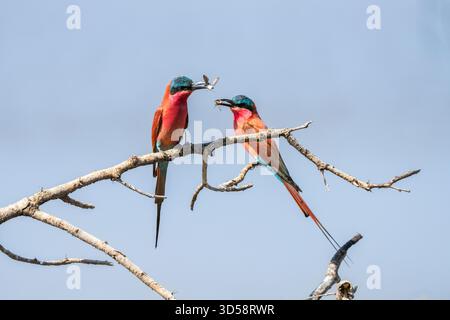 Südkarminbienenfresser, Merops nubicoides, die auf einem Zweig sitzen, haben beide Insekten im Schnabel. South Lungwa National Park, Sambia Stockfoto