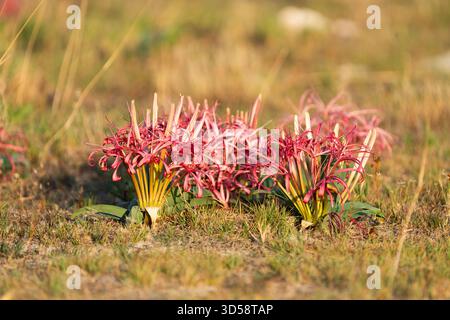 Sandlilie, Crinum buphanoides, farbenfrohe Blüte in der afrikanischen Savanne nach dem Regen. Liuwa Nationalpark, Sambia, Afrika Stockfoto