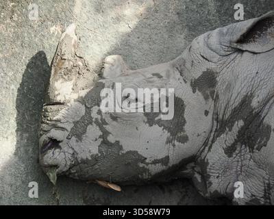 Eine Nahaufnahme von Kopf und Horn eines Nashorns, die in feuchtem Schlamm zur Kühlung eingekocht sind. Stockfoto