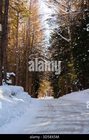 Eine schöne, gerade, schneebedeckte Straße, die durch einen hohen, dichten Nadelwald führt, mit Sonnenlicht, das durch die Bäume filtert und einen Tunnel schafft. Stockfoto