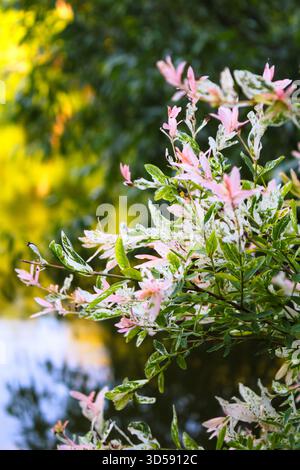 Hakuro Nishiki Salix Integra hat Weiden in einem Garten geplätschert Stockfoto