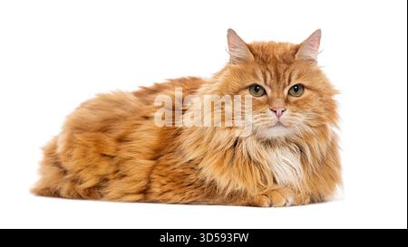 Ginger Sibirische Katze liegend und blickt auf weißem Hintergrund nach vorne Stockfoto