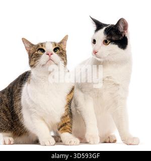Zwei Katzen, ein Tabby und ein weiß und ein Schwarz-weiß, sitzen zusammen und schauen in verschiedene Richtungen auf einem weißen Hintergrund Stockfoto