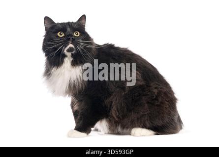 Schwarz-weiße kurilianische Bobtail-Katze sitzend und blickend, isoliert auf weißem Hintergrund Stockfoto