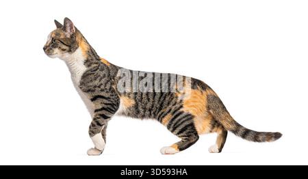 Seitenansicht einer neugierigen Katze, die auf weiß läuft und wegschaut Stockfoto