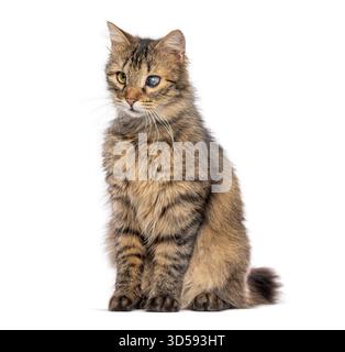 Blind in einem Auge Kätzchen sitzend und wegschauend, isoliert auf weiß Stockfoto