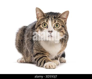 Europäische Kurzhaarkatze, die sich auf dem Boden hockt und überrascht aufblickt, isoliert auf weiß Stockfoto