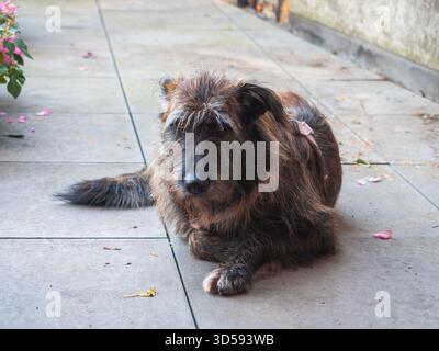 Entspannter Mixed Breed weiblicher Hund im Herbst mit verstreuten Blättern friedliche Hundebegleiter im Freien Stockfoto