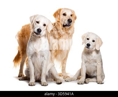 Zwei Erwachsene goldene Retriever und ein Welpe, der auf weißem Hintergrund sitzt Stockfoto