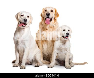 Studio-Aufnahme von drei goldenen Retrievern unterschiedlichen Alters, die zusammen sitzen und auf weißem Hintergrund keuchen Stockfoto