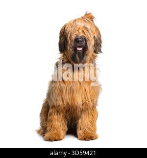 Studio-Aufnahme eines entzückenden Briard-Hundes, der auf weißem Hintergrund sitzt Stockfoto