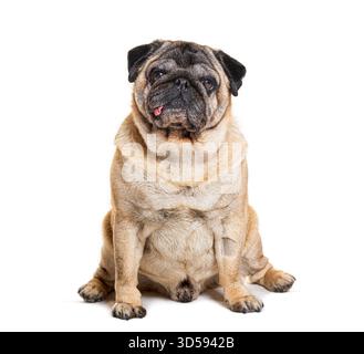 Mops-Hund sitzt und streckt seine Zunge auf weißem Hintergrund Stockfoto