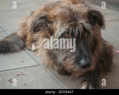 Shaggy Mixed Breed Dog mit schmutzigem Maul, der an einem Herbsttag im Freien mit herabfallenden Blättern ruht Stockfoto
