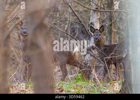 Rotwild versteckt sich im Winter im Wald, County Durham, England, Großbritannien. Stockfoto