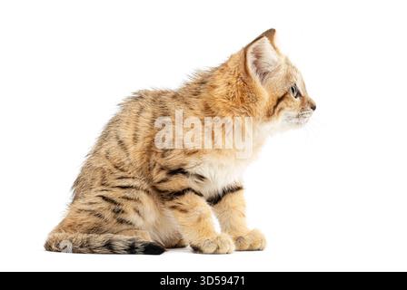 Studio-Aufnahme eines Sandkatzenkätzchens, das sitzt und rechts sieht, isoliert auf weiß Stockfoto