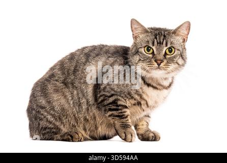 Studio-Aufnahme einer europäischen Katze, die sitzt und starrt, isoliert auf weißem Hintergrund Stockfoto