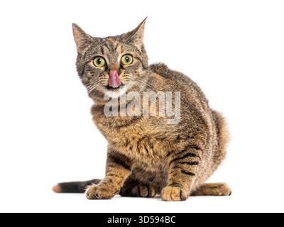 Sitzende Tabbykatze, die ihre Nase auf weißem Hintergrund leckt Stockfoto