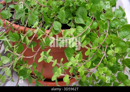 Leuchtend grüne Oregano-Pflanze taucht im Sonnenlicht über den Terrakotta-Topf. Stockfoto