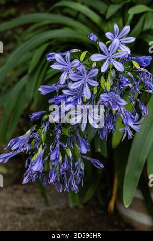 Blaue Agapanthus blüht mit ungeöffneten Knospen und langen grünen Blättern, Gartenszene aus nächster Nähe Stockfoto