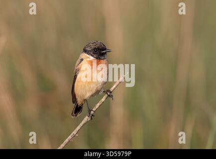 Erwachsener männlicher sibirischer Stonechat. Dieses Foto wurde aus Chittagong, Bangladesch, aufgenommen Stockfoto